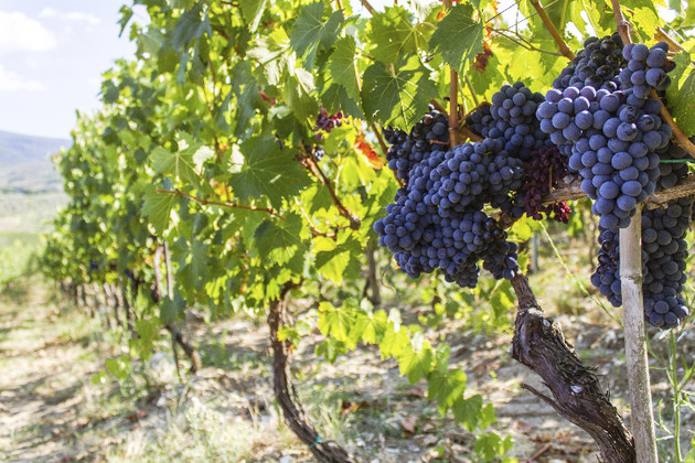Atkin: winemakers are right to follow the right path for their vines