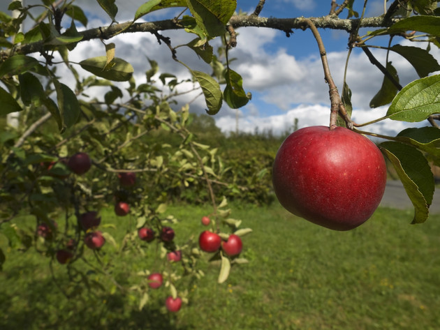 Apples