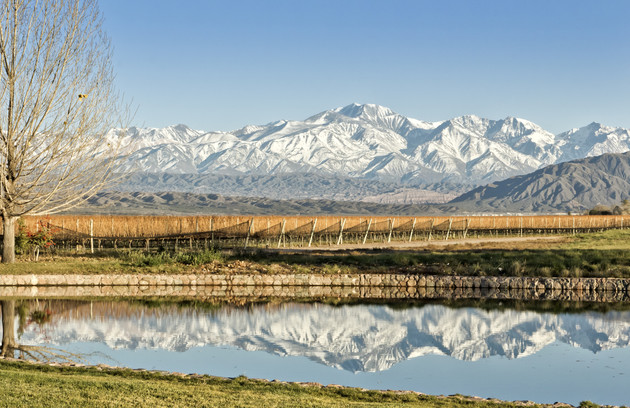 Argentina vineyard