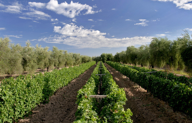 Bodega Luigi Bosca, Argentina