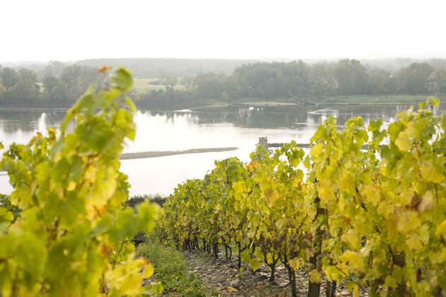 UK wine drinkers seek out Loire