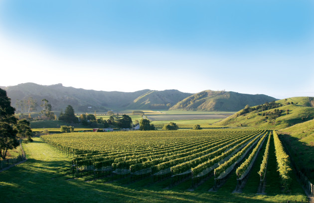 The New Normal of New Zealand Wine