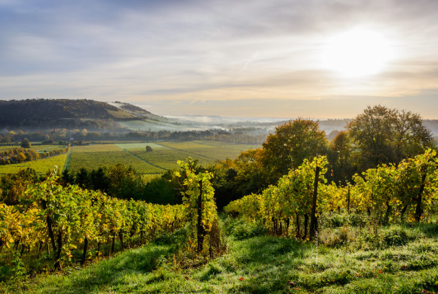 Denbies makes history as first ‘Net Zero’ UK vineyard - Harpers Wine
