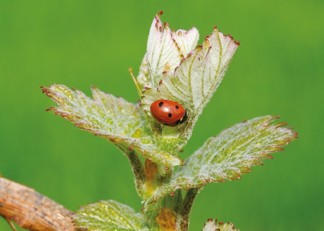 Tech: Battling vineyard pests - Harpers Wine & Spirit Trade News