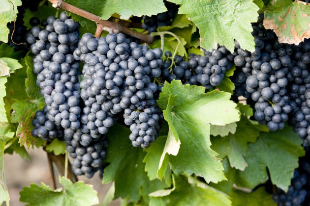 Tempranillo becomes most planted grape in Spain - Harpers Wine & Spirit ...