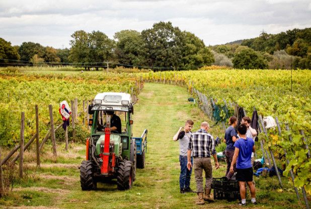 Plumpton College launches 15 wine courses for professionals and ...