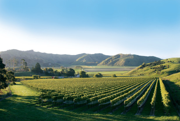 NZ wine industry unveils roadmap to net zero by 2050 - Harpers Wine ...