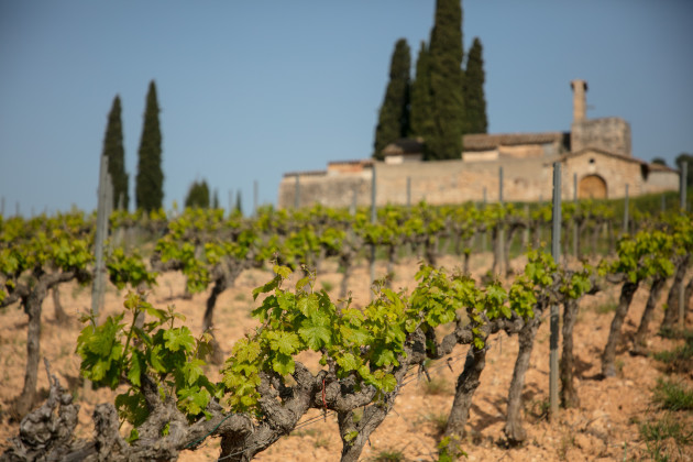 Five wines gain top Cava designation - Harpers Wine & Spirit Trade News
