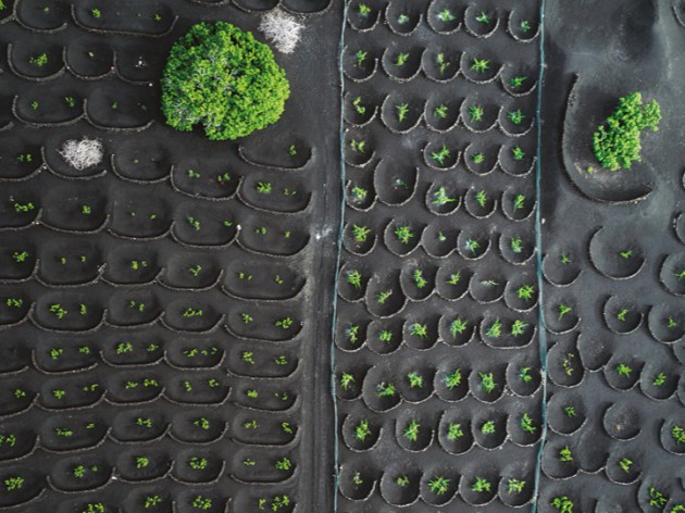 Erupting popularity: Spains island wines - Harpers Wine & Spirit Trade News