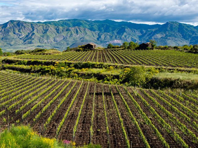 Italy report: Sicily, from Etna to oenotourism - Harpers Wine & Spirit Trade News