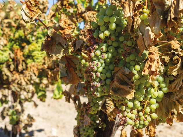 Its time to talk about wines water supply - Harpers Wine & Spirit Trade News