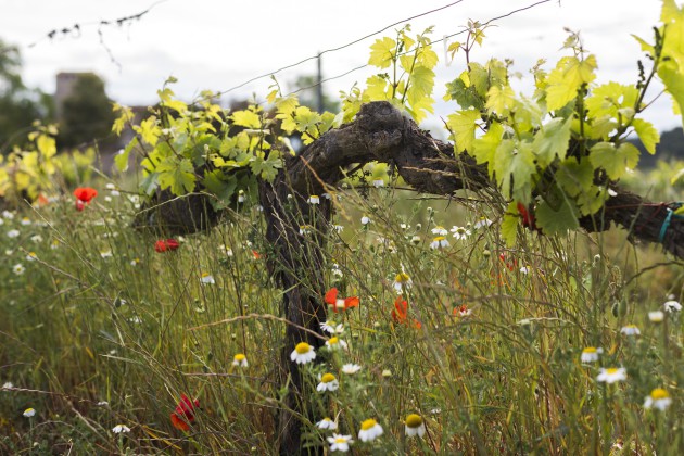 Familia Torres has seen 47% emissions reduction since 2008 - Harpers Wine & Spirit Trade News