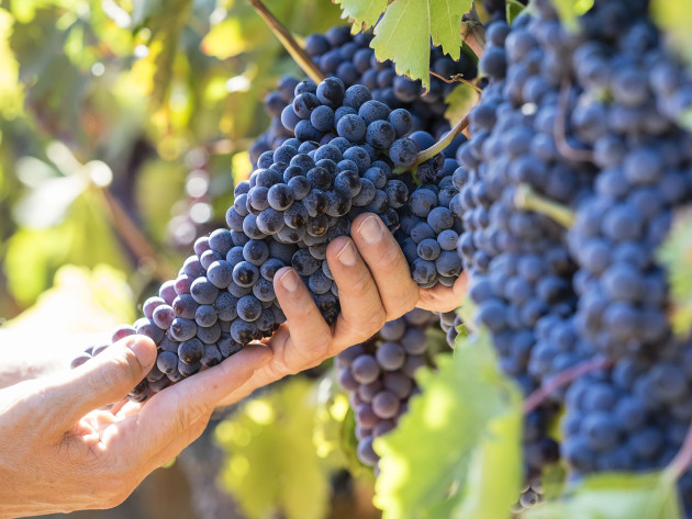 Exciting Prospects for Sicily's Wine Harvest: A Promising Vintage Awaits!