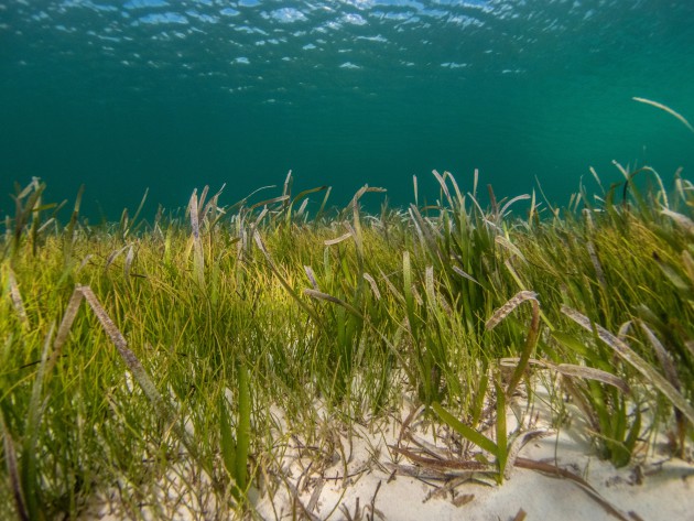 Sea Change Wine funds seagrass restoration with new charity partner - Harpers Wine & Spirit Trade News